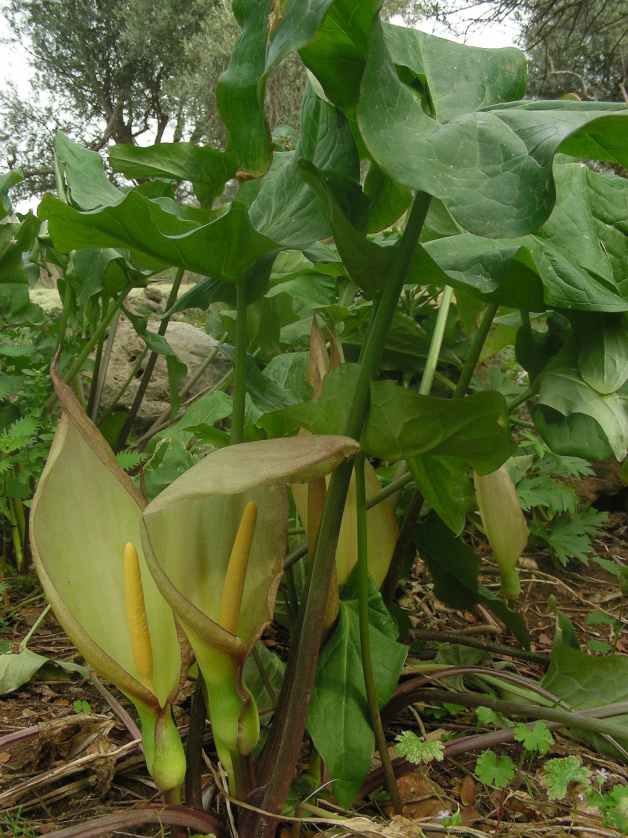 Arum Concinnatum